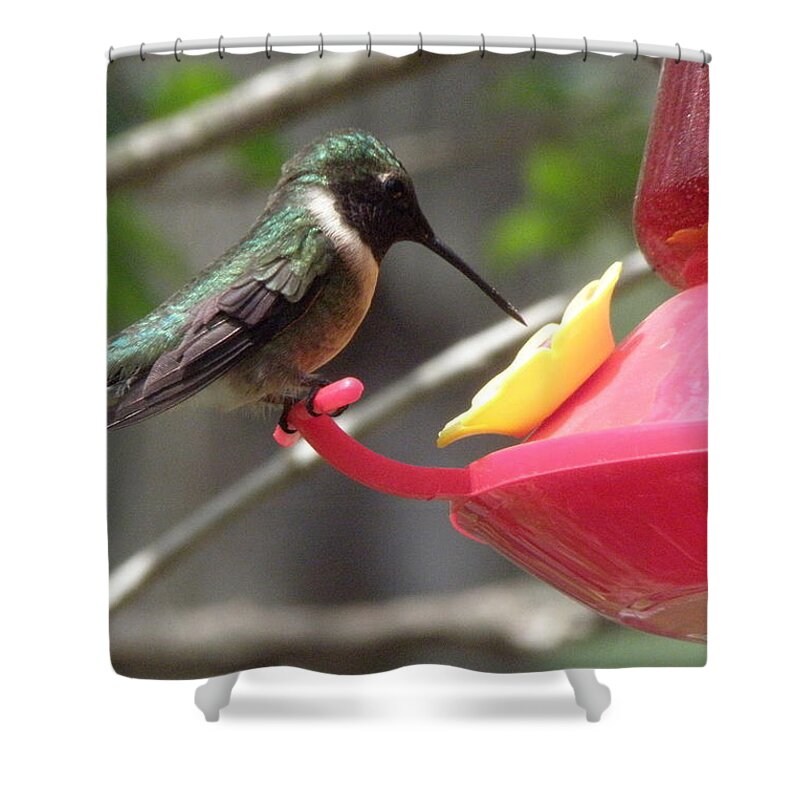 Hummingbird Shower Curtain featuring the photograph Mr Ruby by Kim Galluzzo
