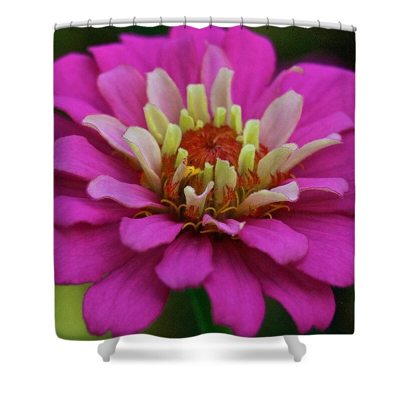 Annual Shower Curtain featuring the photograph Multicolored Zinnia 9476 4268 by Michael Peychich