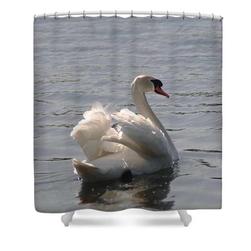 Swan Shower Curtain featuring the photograph Mute Swan by Chris Day