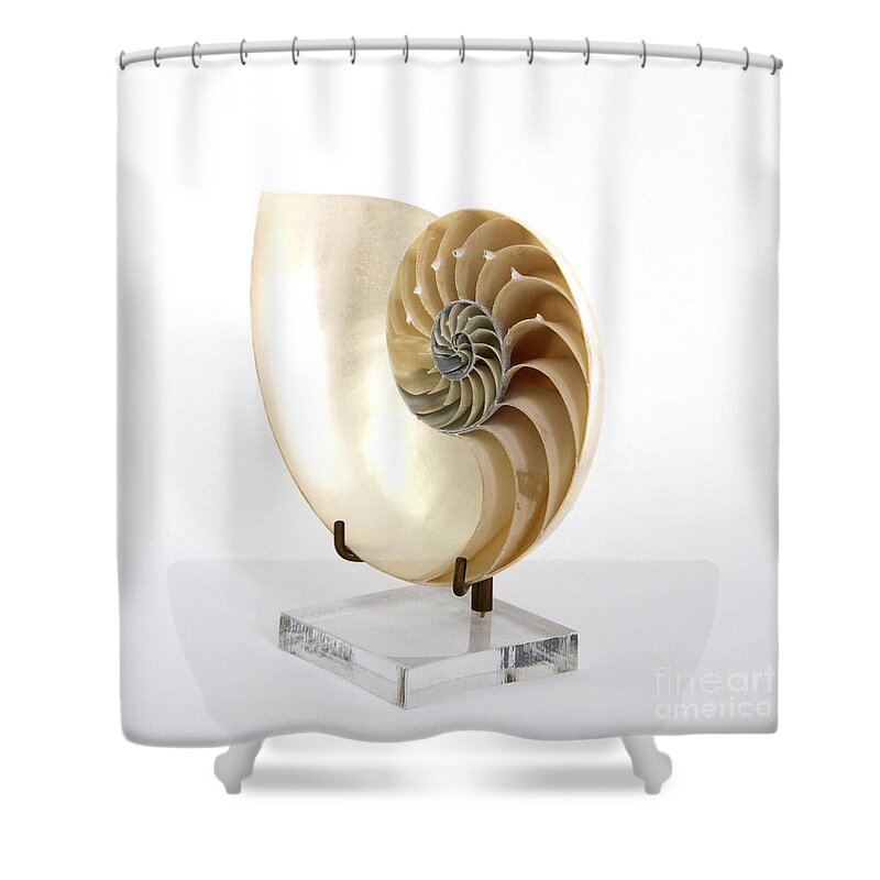Nature Shower Curtain featuring the photograph Nautilus by Photo Researchers, Inc.