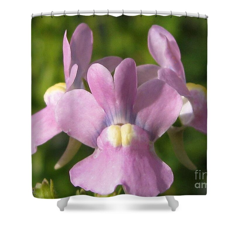 Mccombie Shower Curtain featuring the photograph Nemesia named Compact Pink Innocence by J McCombie