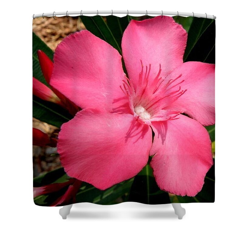 Pink Shower Curtain featuring the photograph Nerium Oleander Pink by Kim Galluzzo