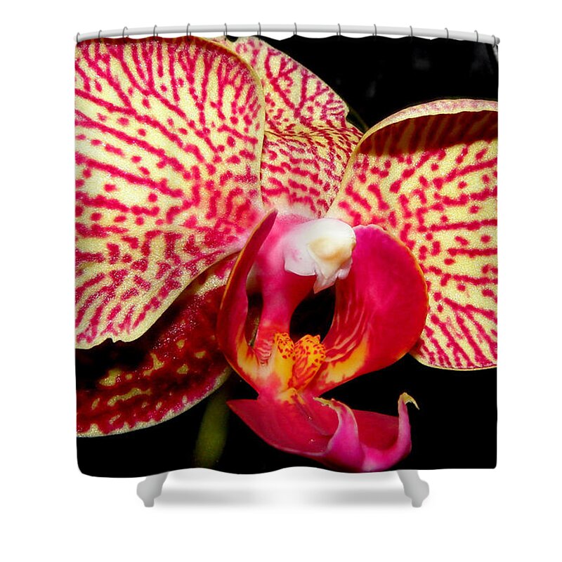 Orchid Shower Curtain featuring the photograph No Two Are The Same by Kim Galluzzo