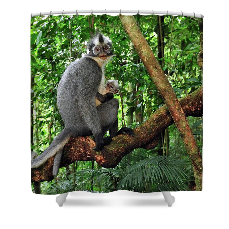 Mp Shower Curtain featuring the photograph North Sumatran Leaf Monkey Presbytis by Thomas Marent