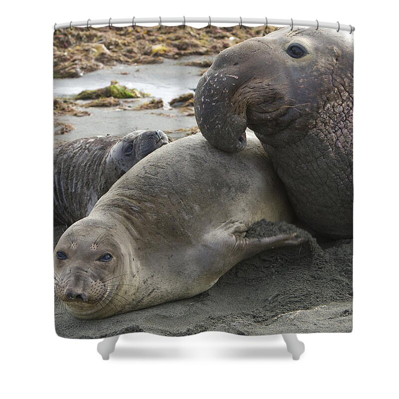 00429894 Shower Curtain featuring the photograph Northern Elephant Seal Male Attempting by Suzi Eszterhas