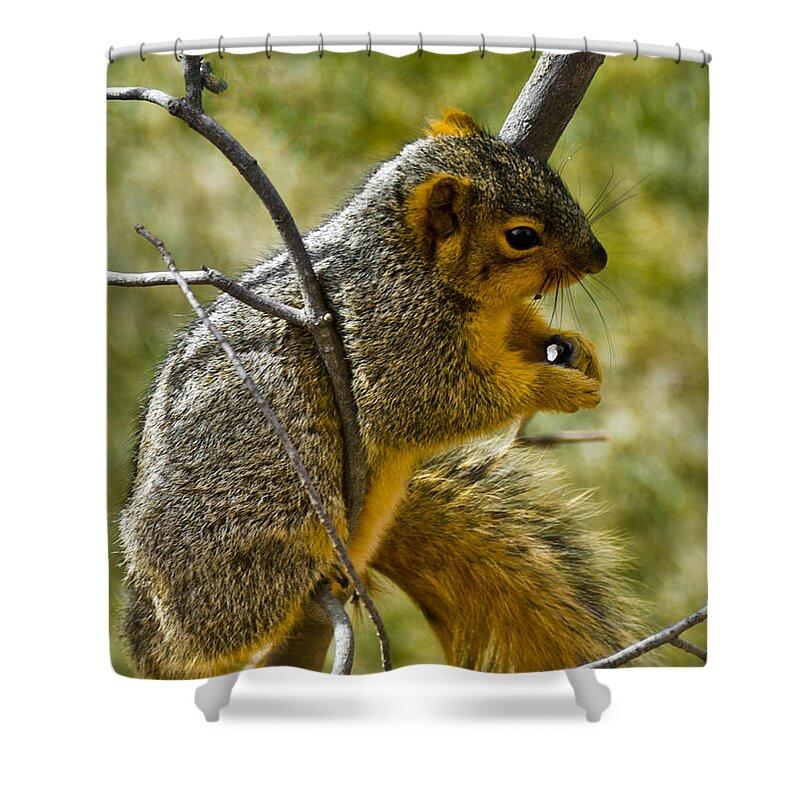 Usa Shower Curtain featuring the photograph Nuts and Seeds make a great Lunch by LeeAnn McLaneGoetz McLaneGoetzStudioLLCcom