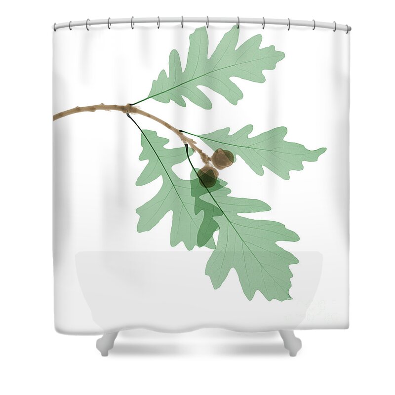 X-ray Shower Curtain featuring the photograph Oak Leaves, X-ray by Ted Kinsman