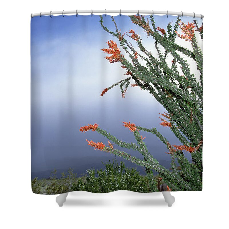 Mp Shower Curtain featuring the photograph Ocotillo Fouquieria Splendens Cactus by Konrad Wothe