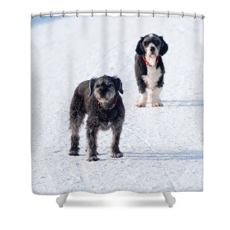 Animal Shower Curtain featuring the photograph Odd Couple by Andrew Michael