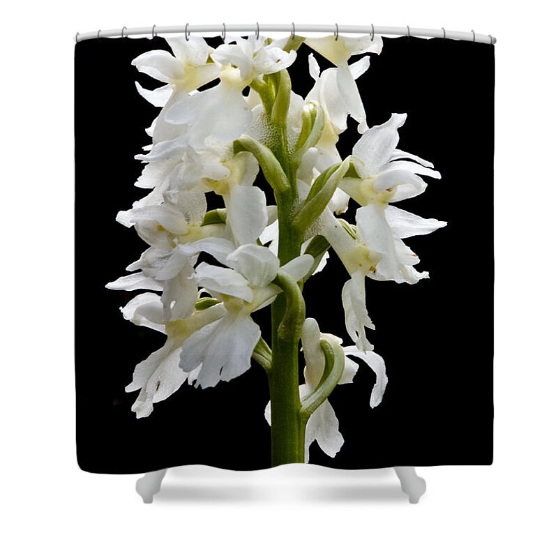 Irish Wildflowers Shower Curtain featuring the photograph O'Kelly's spotted Orchid by Rob Hemphill