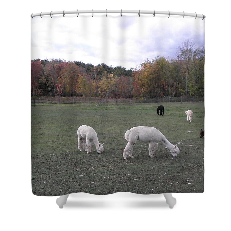 Alpaca Shower Curtain featuring the photograph On The Alpaca Farm by Kim Galluzzo Wozniak