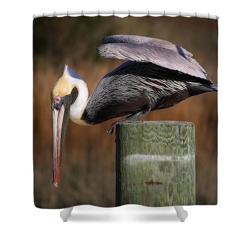 Pelican Shower Curtain featuring the photograph On the Edge by Paulette Thomas