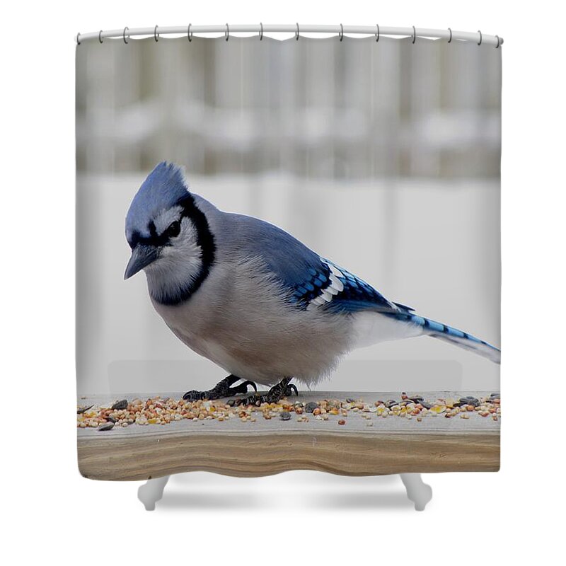 Blue Jay Shower Curtain featuring the photograph Blue Jay by Maciek Froncisz