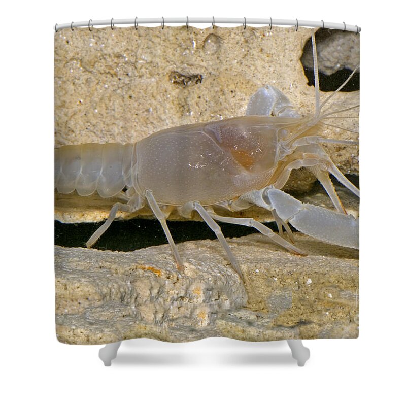 Cave Crayfish Shower Curtain featuring the photograph Orange Lake Cave Crayfish by Dante Fenolio