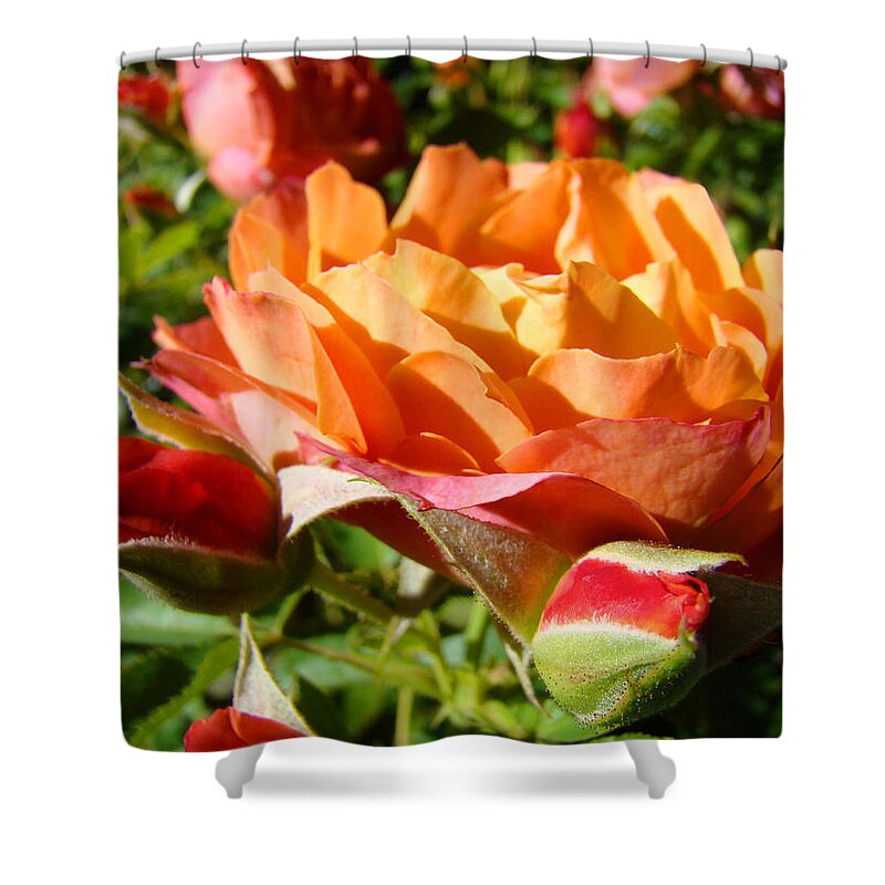 Rose Shower Curtain featuring the photograph Orange Rose Flower Garden art prints Floral by Patti Baslee