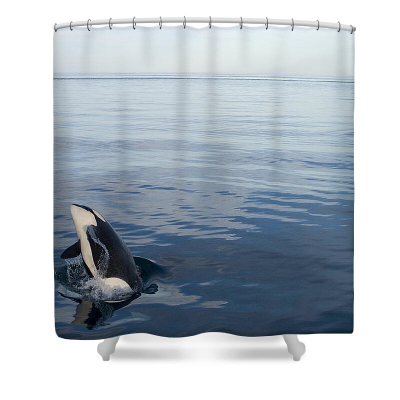 00999099 Shower Curtain featuring the photograph Orca Breaching Southeast Alaska by Flip Nicklin