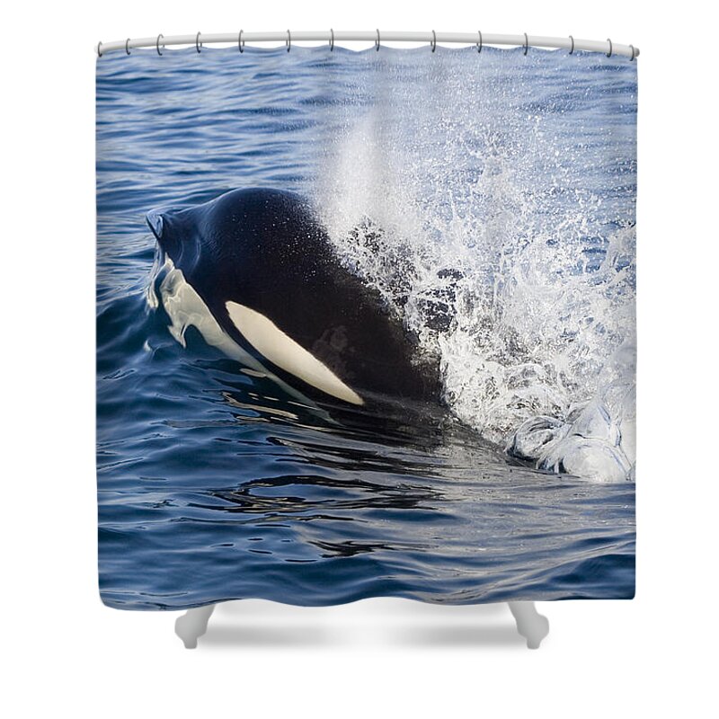 Mp Shower Curtain featuring the photograph Orca Breathing As It Surfaces Southeast by Flip Nicklin