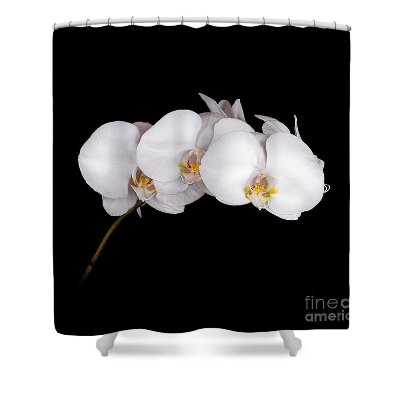 Flower Shower Curtain featuring the photograph Orchid 001 by Larry Carr