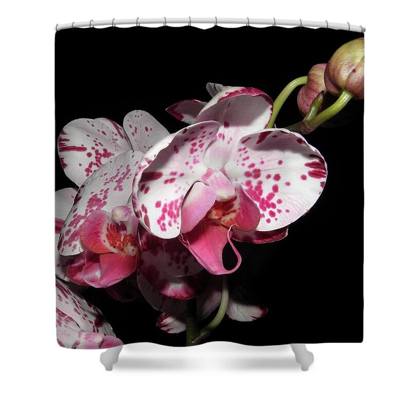 Orchid Shower Curtain featuring the photograph Orchid beauties by Kim Galluzzo Wozniak