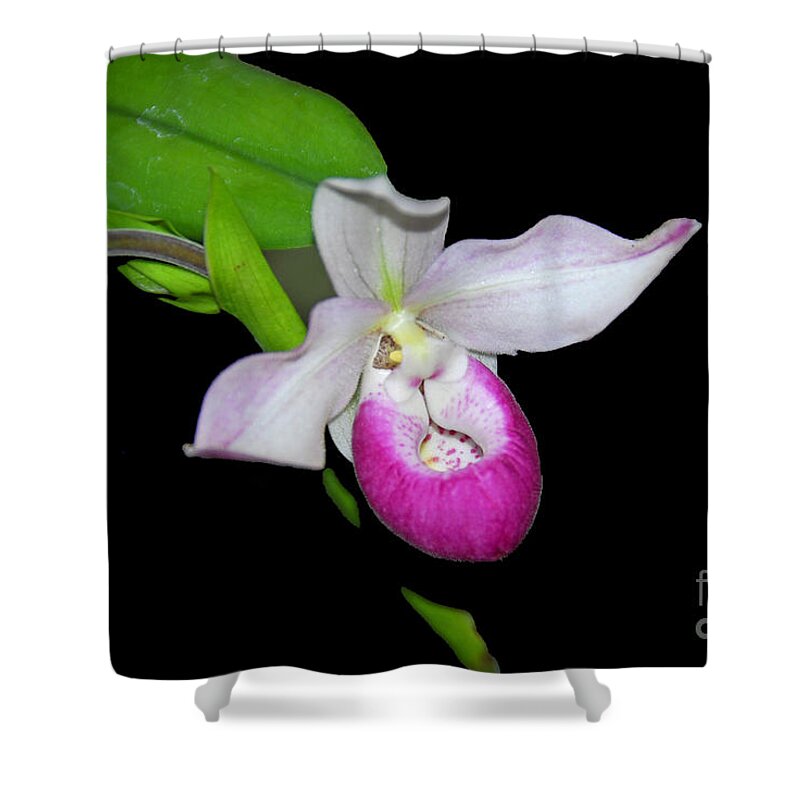 Orchid Shower Curtain featuring the photograph Orchid Slipper by Cindy Manero