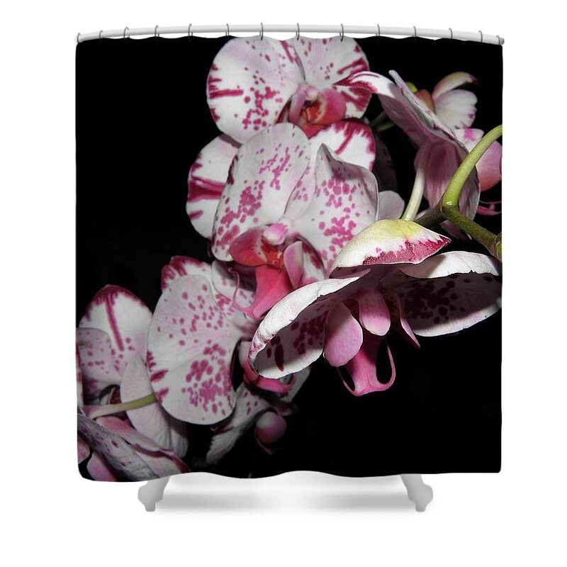 Orchid Shower Curtain featuring the photograph Orchids Gone Wild by Kim Galluzzo