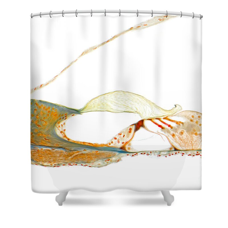 Histology Shower Curtain featuring the photograph Organ Of Corti, Human by MI Walker