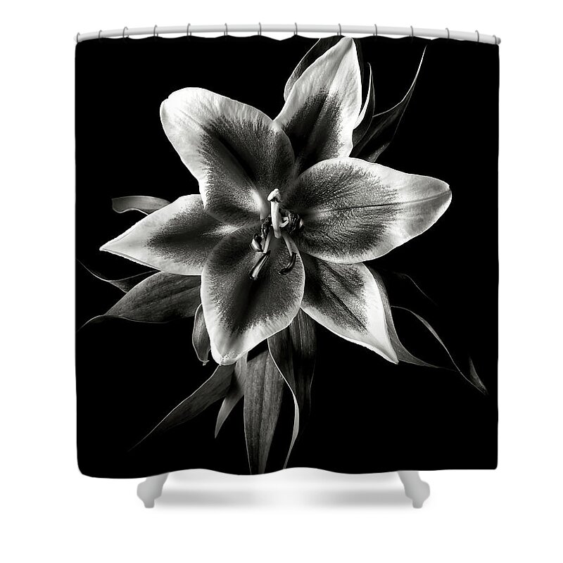 Flower Shower Curtain featuring the photograph Oriental Lily in Black and White by Endre Balogh