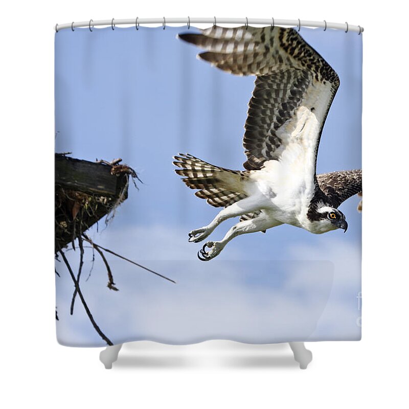 Osprey Shower Curtain featuring the photograph Osprey flying from nest by John Van Decker