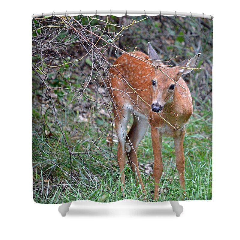 Color Photography Shower Curtain featuring the photograph Out Of The Woods by Sue Stefanowicz