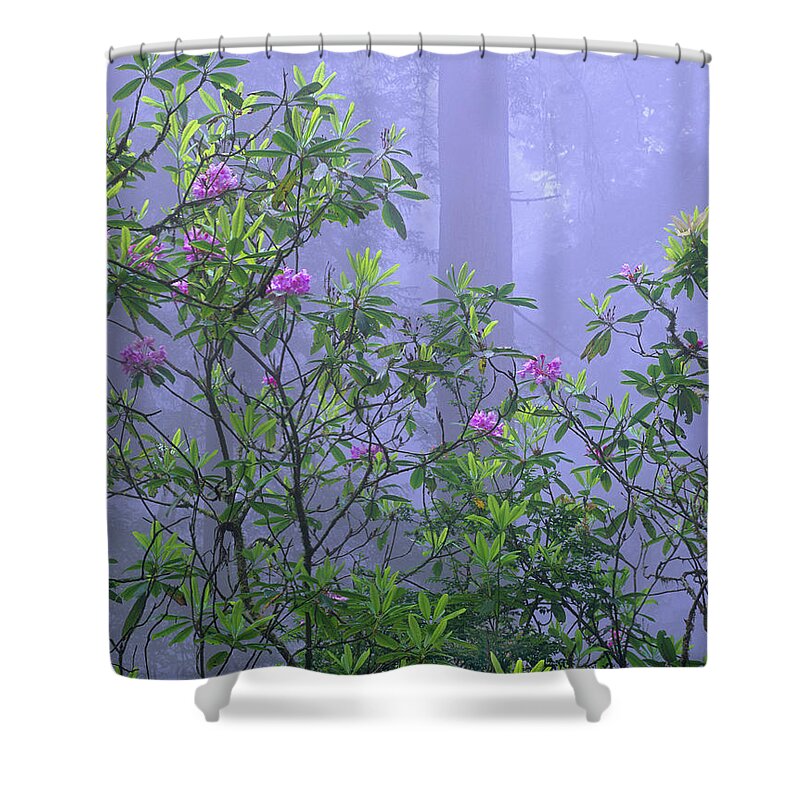 00175749 Shower Curtain featuring the photograph Pacific Rhododendron Flowering In Misty by Tim Fitzharris