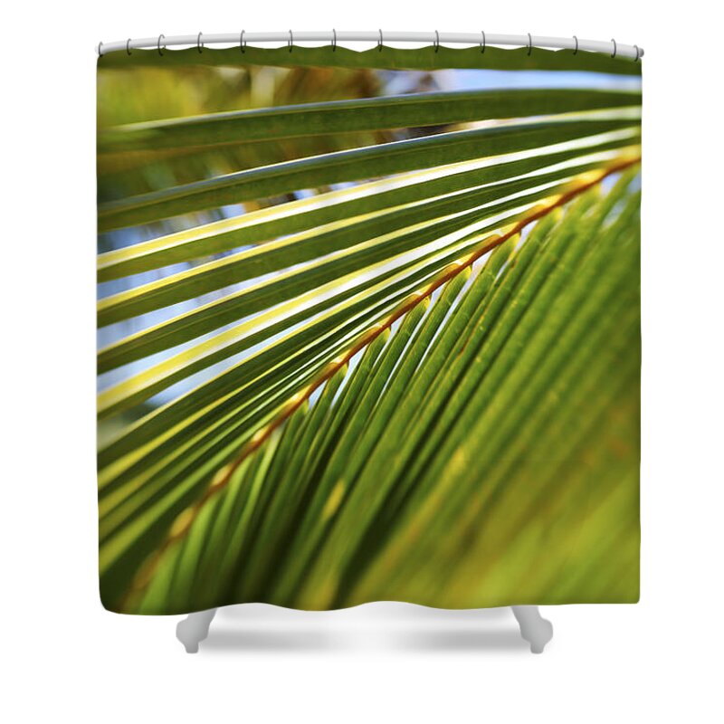 Artistic Shower Curtain featuring the photograph Palm Detail by Vince Cavataio - Printscapes