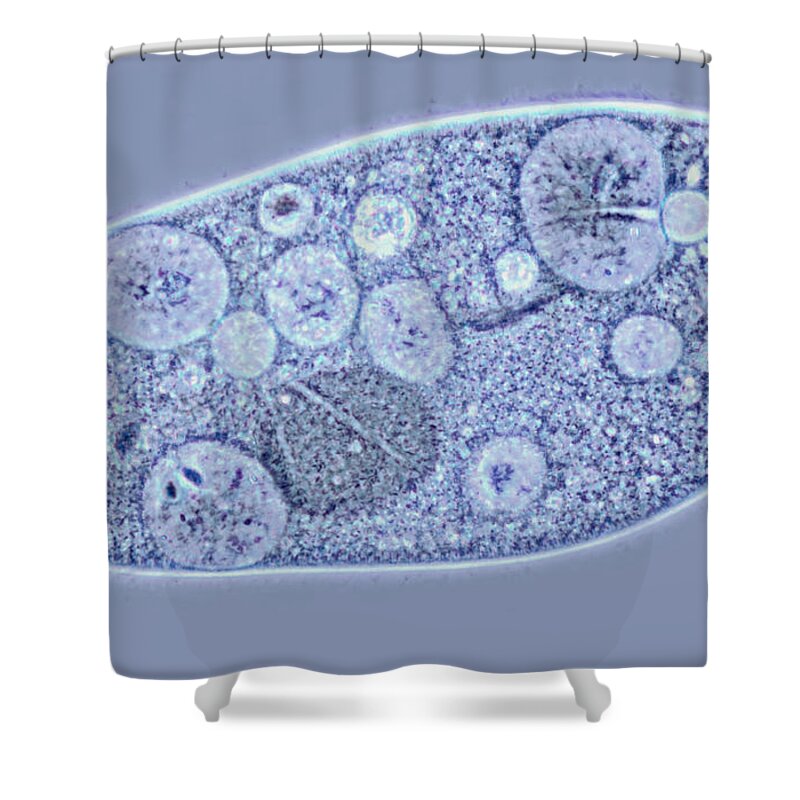 Light Microscopy Shower Curtain featuring the photograph Paramecium Contractile Vacuoles by M. I. Walker
