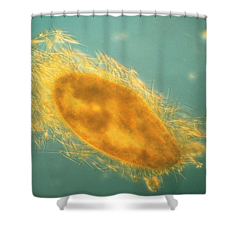 Microorganism Shower Curtain featuring the photograph Paramecium With Ejected Trichocysts by Eric V Grave
