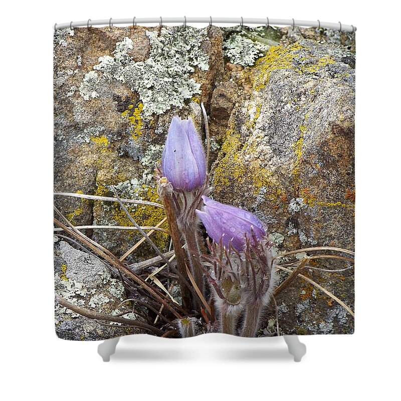 Pasque Flowers Shower Curtain featuring the photograph Pasque Flowers by Dorrene BrownButterfield