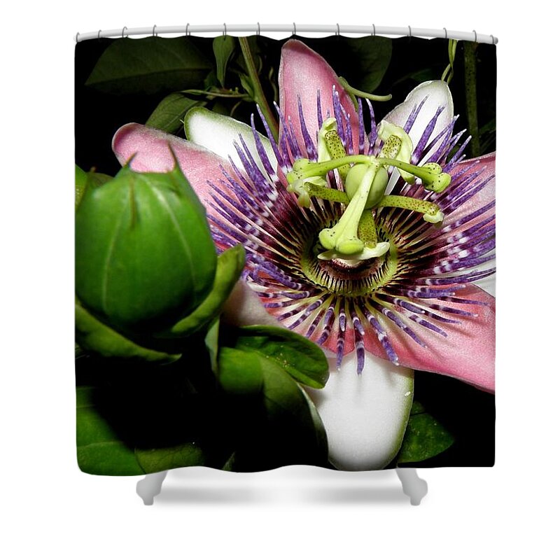 Passion Flower Shower Curtain featuring the photograph Passion at Night by Kim Galluzzo