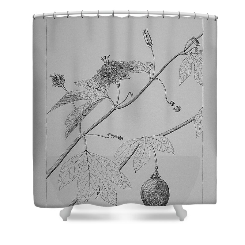 Passionflower Shower Curtain featuring the drawing Passionflower Vine by Daniel Reed