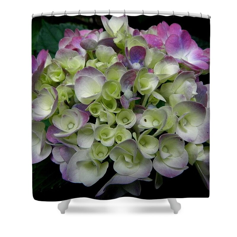 Hydrangea Shower Curtain featuring the photograph Pastel Swirls by Kim Galluzzo