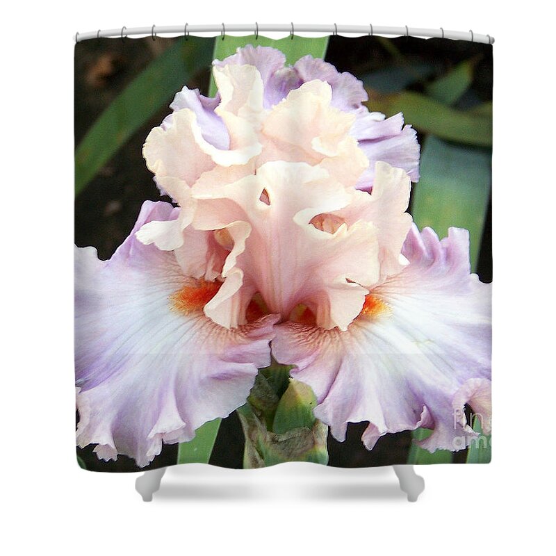 Iris Shower Curtain featuring the photograph Pastel Variations by Dorrene BrownButterfield