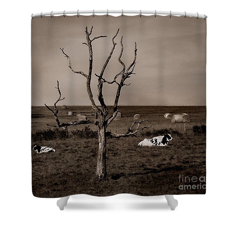 Cow Shower Curtain featuring the photograph Pastorale 2 by Mark Fuller