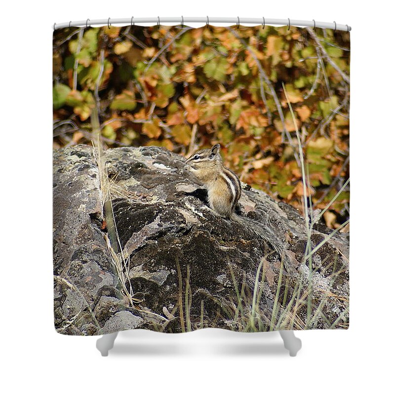 Chipmunks Shower Curtain featuring the photograph Peaceful Sunny Day by Ben Upham III