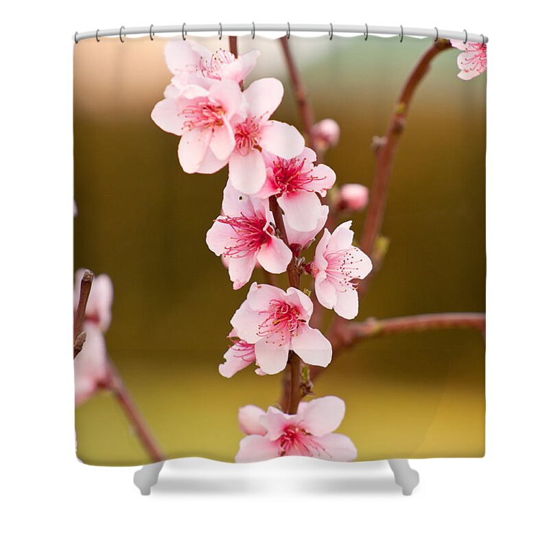 Peaches Shower Curtain featuring the photograph Peach Blossoms by Michelle Wrighton