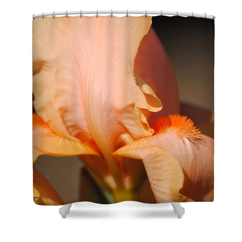 Beautiful Iris Shower Curtain featuring the photograph Peach Iris Flower III by Jai Johnson