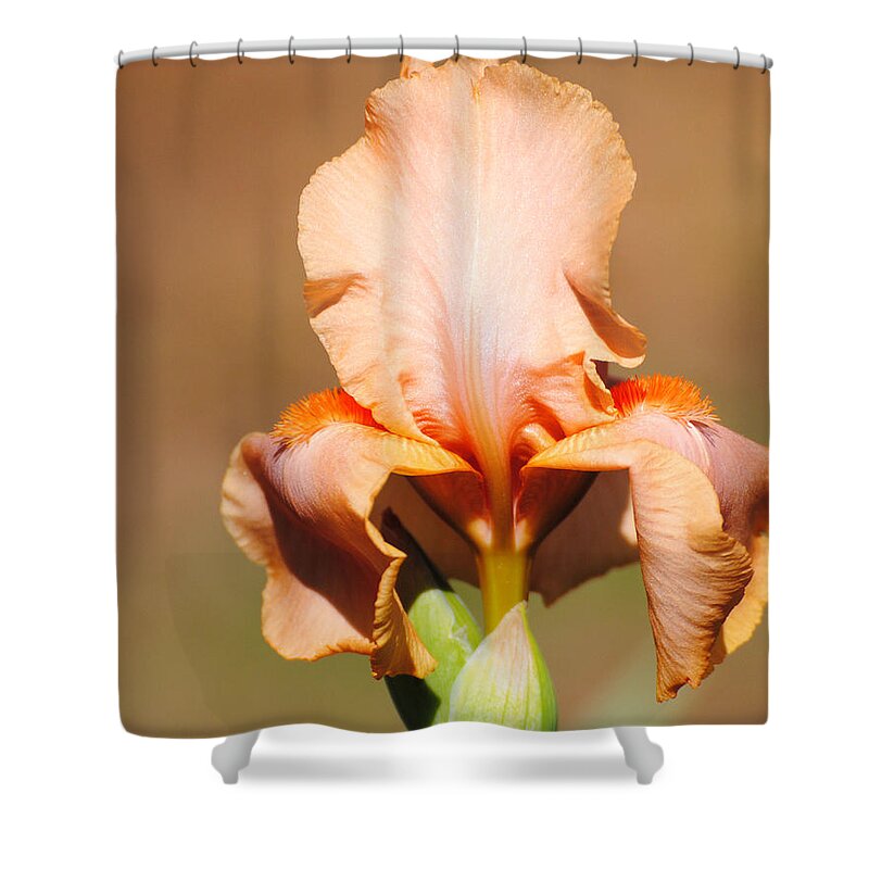 Beautiful Iris Shower Curtain featuring the photograph Peach Iris Flower by Jai Johnson