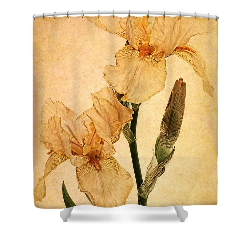 Iris Shower Curtain featuring the photograph Peach Iris Germanica by Ann Garrett