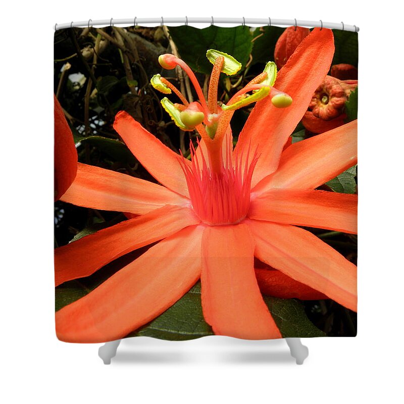Passion Shower Curtain featuring the photograph Peachy Keen by Kim Galluzzo