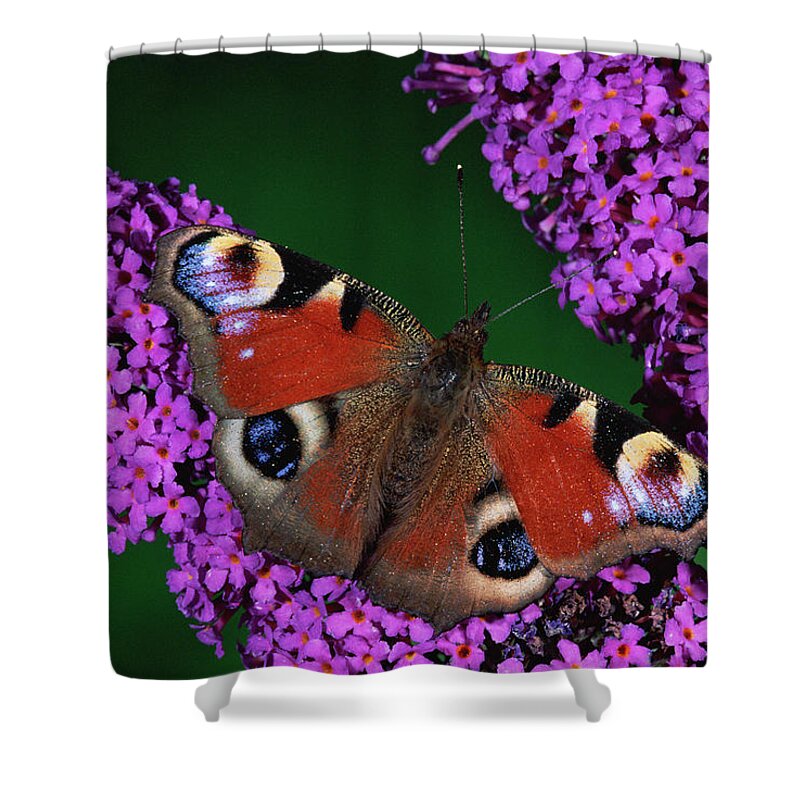 Mp Shower Curtain featuring the photograph Peacock Butterfly Inachis Io by Michael & Patricia Fogden