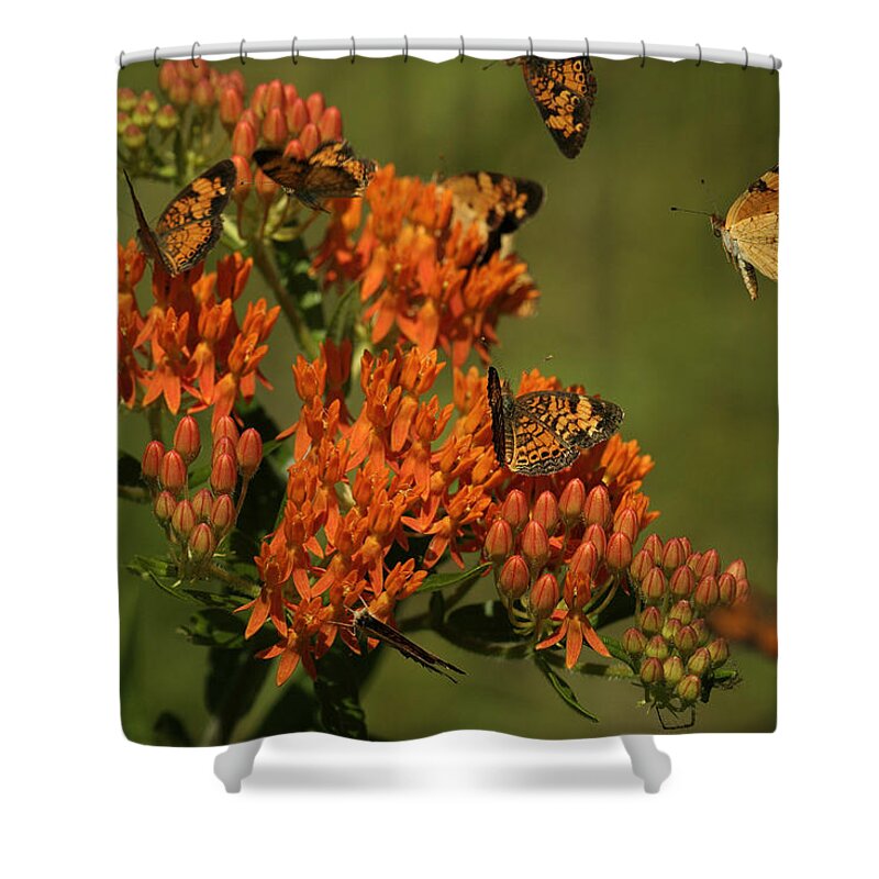 Pearly Crescentpot Butterfly Shower Curtain featuring the photograph Pearly Crescentpot Butterflies Landing On Butterfly Milkweed by Daniel Reed