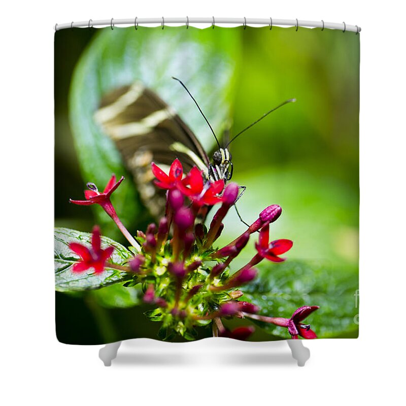Butterfly Shower Curtain featuring the photograph Peek-a-boo by Leslie Leda