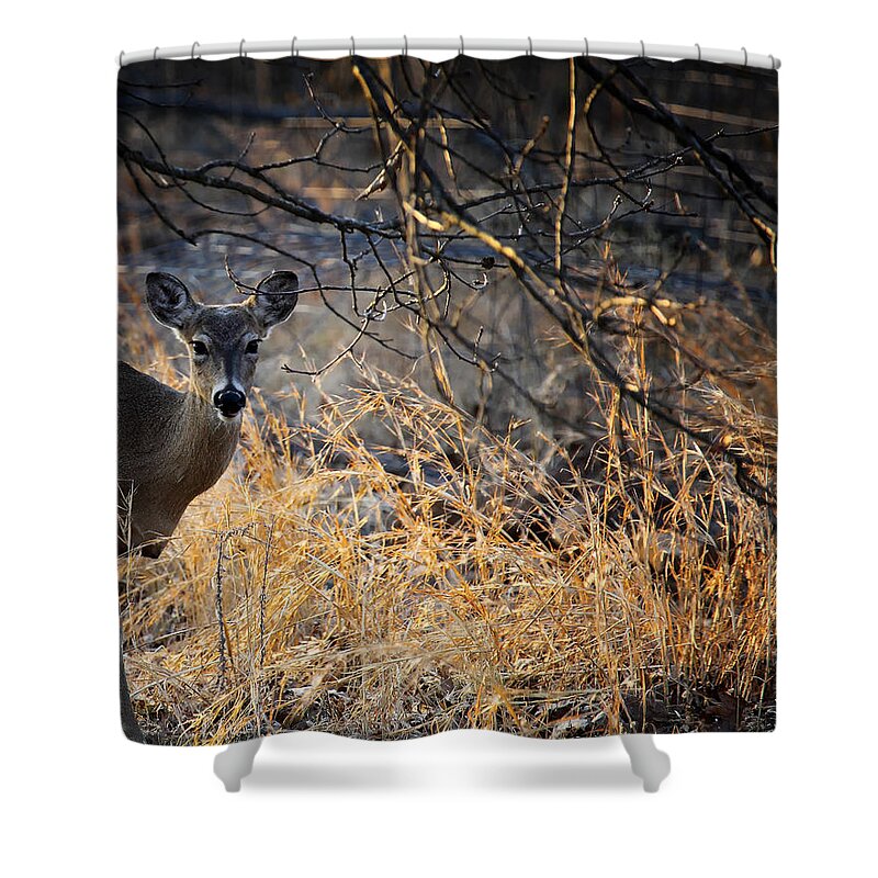 Doe Shower Curtain featuring the photograph Peeking Doe by Michael Dougherty