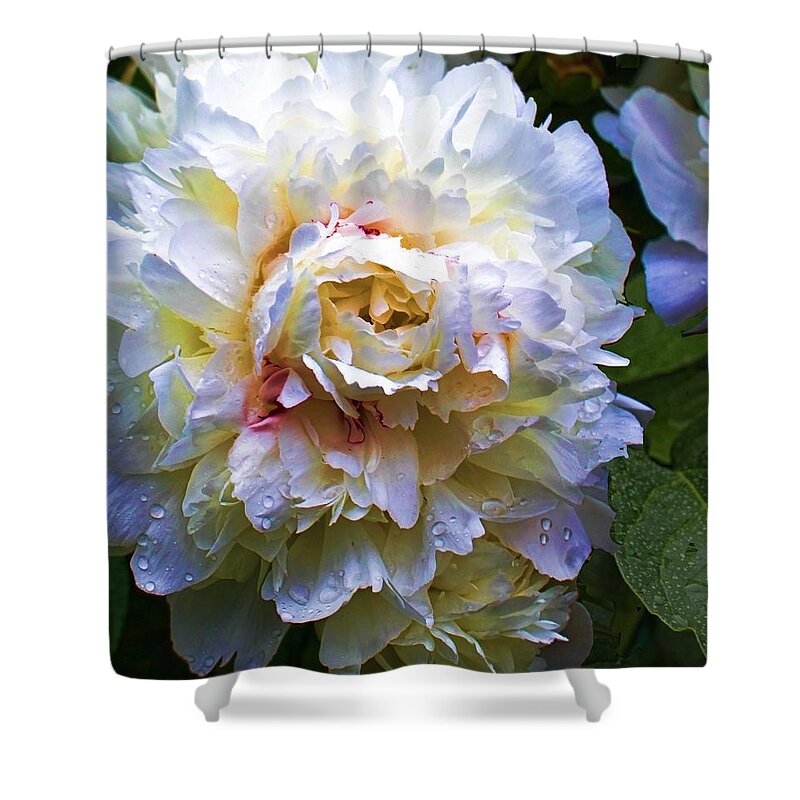 Flower Photographs Shower Curtain featuring the photograph Peony Beauty by Christiane Kingsley